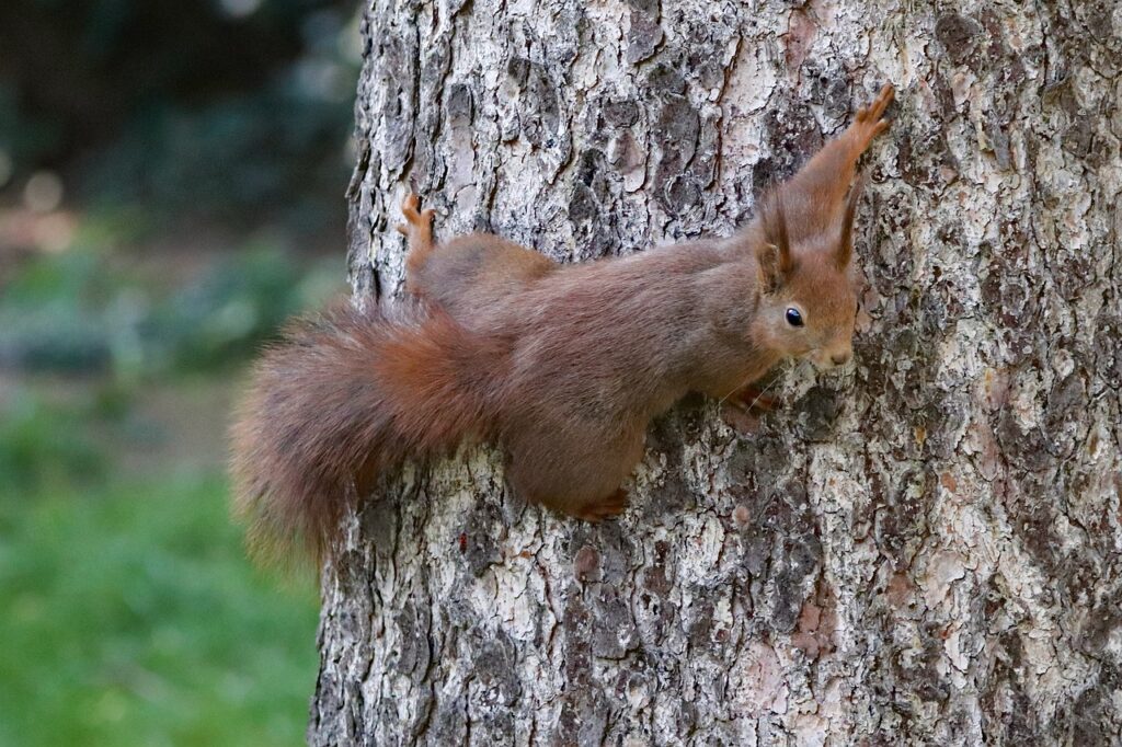 squirrel, agile, tree-4180592.jpg